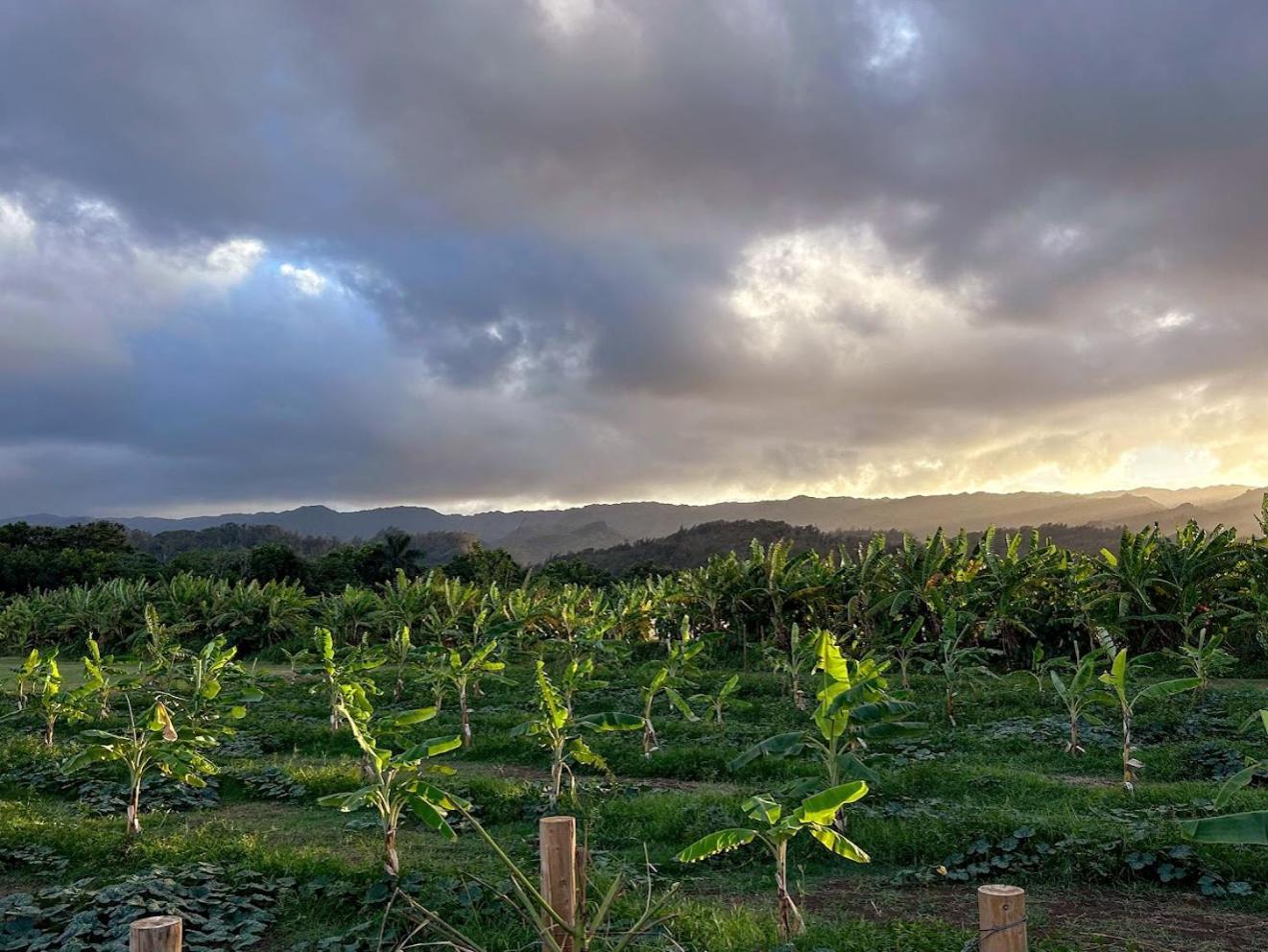 North Shore Glamping Camping Laie, Oahu, Hawaii Bagian luar foto